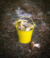 edible wild mushrooms in a yellow bucket photo