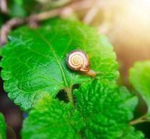 small snail on a green leaf in the garden