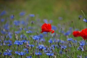 Field with blue flowers with cornflowers and red poppy, summer day photo