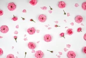 blooming buds of pink roses on a white background, top view, full frame photo