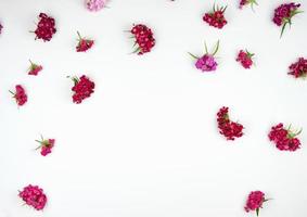 yemas florecientes claveles turcos dianthus barbatus foto