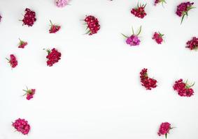 Buds blooming Turkish carnations Dianthus barbatus photo