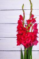 Bouquet of red gladiolus photo