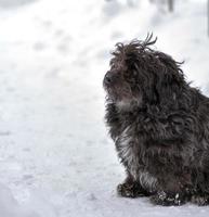 perro callejero negro y esponjoso se sienta en la nieve foto