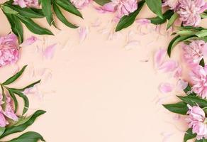 blooming pink peony buds on a peach background photo