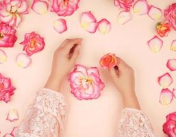 two female hands with smooth skin, white background with pink rosebuds photo