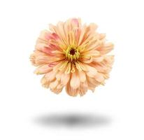 pink bud of blooming zinnia isolated on white background photo
