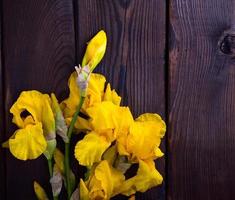 Bouquet of yellow iris on a brown wooden background photo