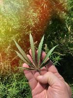 green branch with hemp leaves in male hands on a background of nature photo