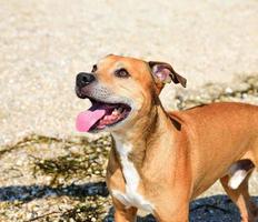 red-haired American pit bull outdoors photo