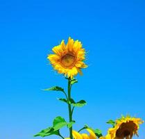 Blooming yellow sunflower against a clear blue sky photo