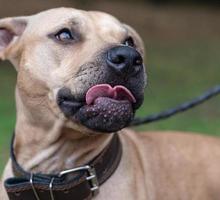 retrato brown pit bull terrier americano foto