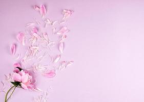 pink peony flower and scattered petals on a pink background photo