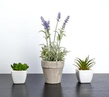 three ceramic pots with plants on a black table photo