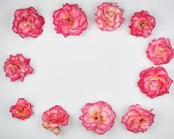 blooming buds of a pink rose are laid out rectangularly photo