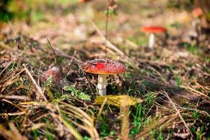 agárico de mosca en el bosque foto