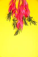 bouquet of pink billbergia on yellow surface photo