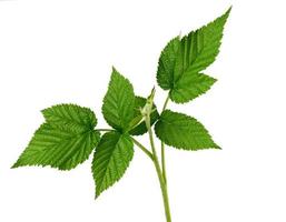 raspberry branch with a green stem and leaves on a white background photo