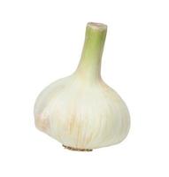 White fresh garlic head isolated on a white background photo