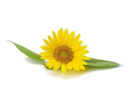 blooming yellow sunflower with green leaves isolated on white background photo