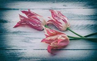 tres tulipanes rosas sobre una superficie blanca foto