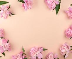 capullos de peonía rosa en flor sobre un fondo de melocotón foto