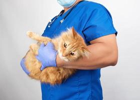 male vet in blue uniform and latex gloves holding an adult fluffy red cat photo