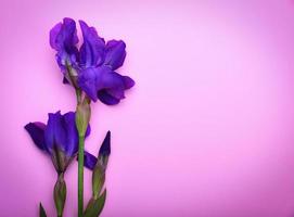 un iris azul sobre una superficie rosa foto