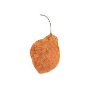 dry sweet cherry leaf isolated on white background photo