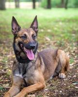 pastor belga malinois yace sobre la hierba verde foto