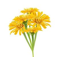 bouquet of yellow bud of blooming zinnia isolated on white background photo