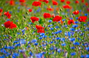 field with red poppies and blue cornflowers photo