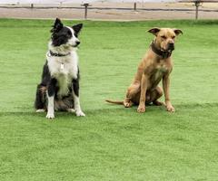 two dogs border collie and American pit bull terrier photo