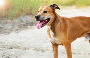 red-haired American pit bull outdoors photo