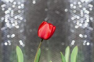 One red tulip on photo