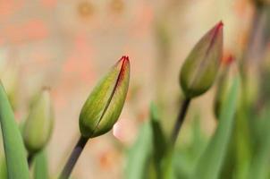 Bud of a non-opening tulip on a blurred background with a bokeh photo