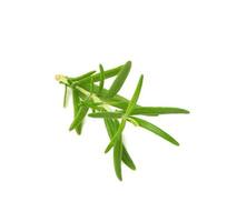 sprig of rosemary with green leaves isolated on white background, aromatic spice for meat and soups photo