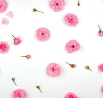 blooming buds of pink roses on a white background photo