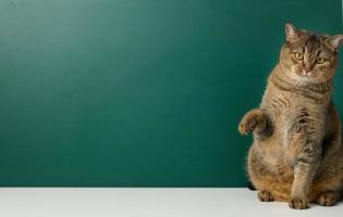 Adult straight-eared Scottish cat on the background of a green chalk board, space for an inscription photo