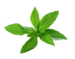 Sprig of peppermint with green leaves on a white isolated background. Culinary spice for drinks and food photo