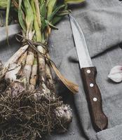 young garlic tied in a bundle on a gray linen napkin photo