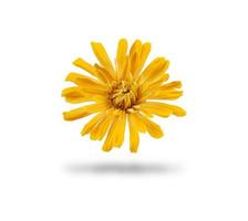 yellow bud of blooming zinnia isolated on white background photo