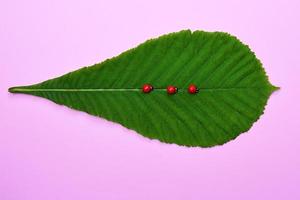 Green leaf of a chestnut and three ladybugs on a pink background photo