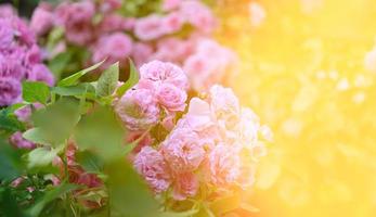 rosas florecientes en el jardín, rayos del sol brillante foto