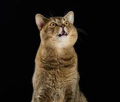 cute adult gray cat scottish straight cat sits on a black background and looks up photo