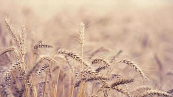 field with yellow ripe ears of wheat on a summer day, selective focus photo