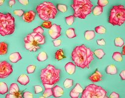 blooming buds of pink roses on a green background photo