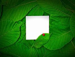 small white blank sheet among the green leaves of the chestnut photo