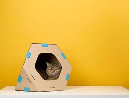 An adult straight-eared Scottish cat sits in a brown cardboard house for games and recreation on a yellow background