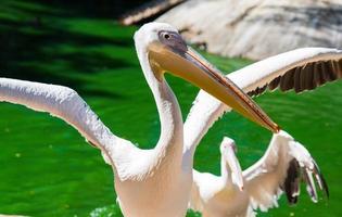 White pelican spread its wings on the pond photo